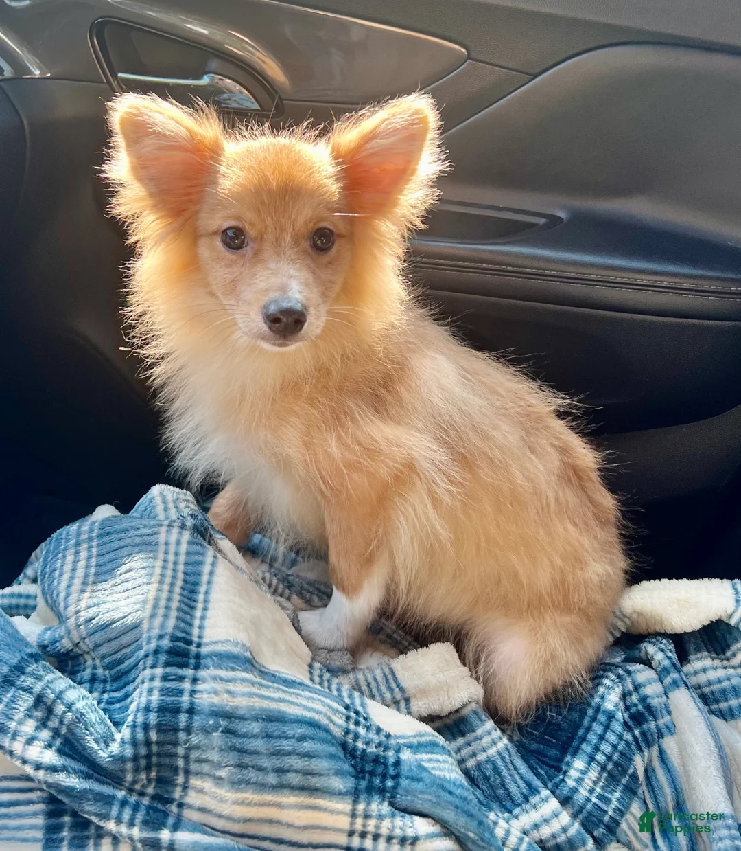 Mixed Breed dogs for sale: Kenny-Aussie-Pom - Ad 1
