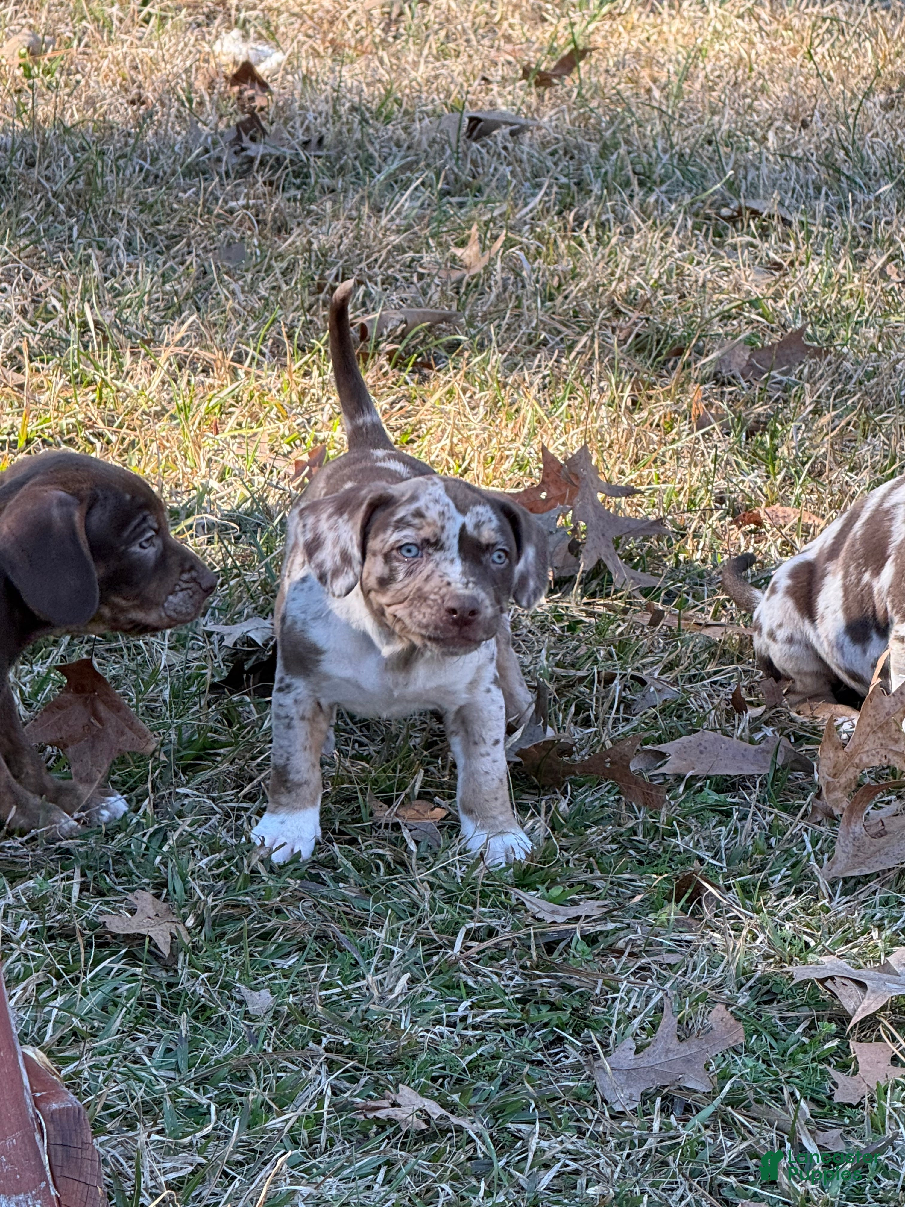 Catahoula Leopard Dog dogs Catahoula Leopard Dog Puppy 7 - Ad 2