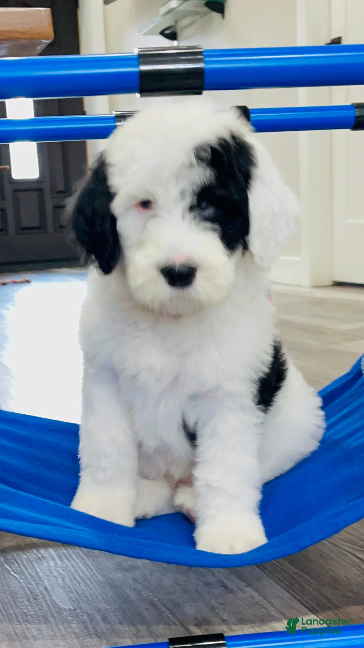 Sheepadoodle dogs Bandit  - Ad 14