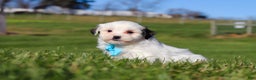 Shihpoo dogs for sale: Leo - Ad 3