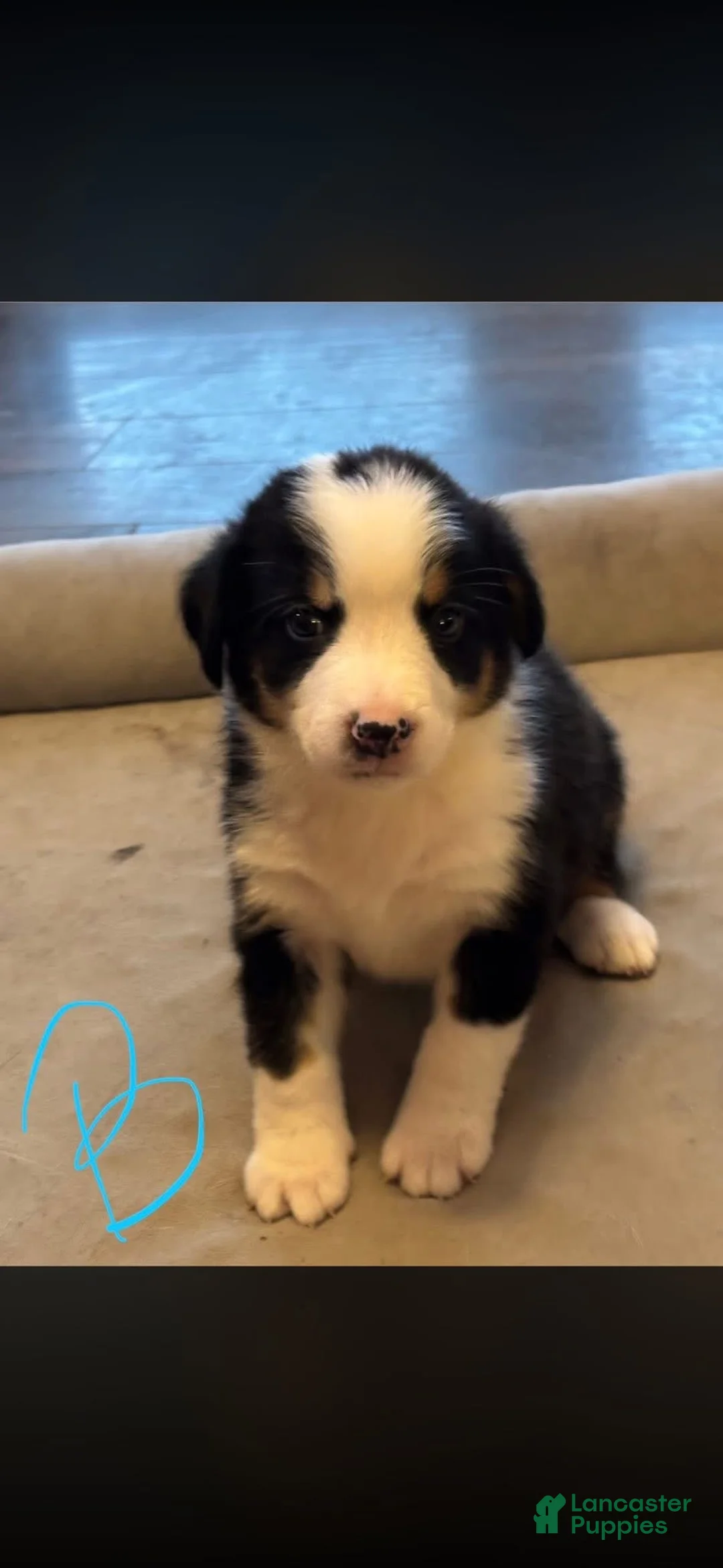 Mixed Breed dogs for sale: Mixed Breed Puppy 1 - Ad 1