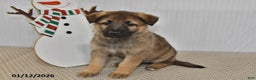 German Shepherd dogs for sale: Nova  - Ad 4