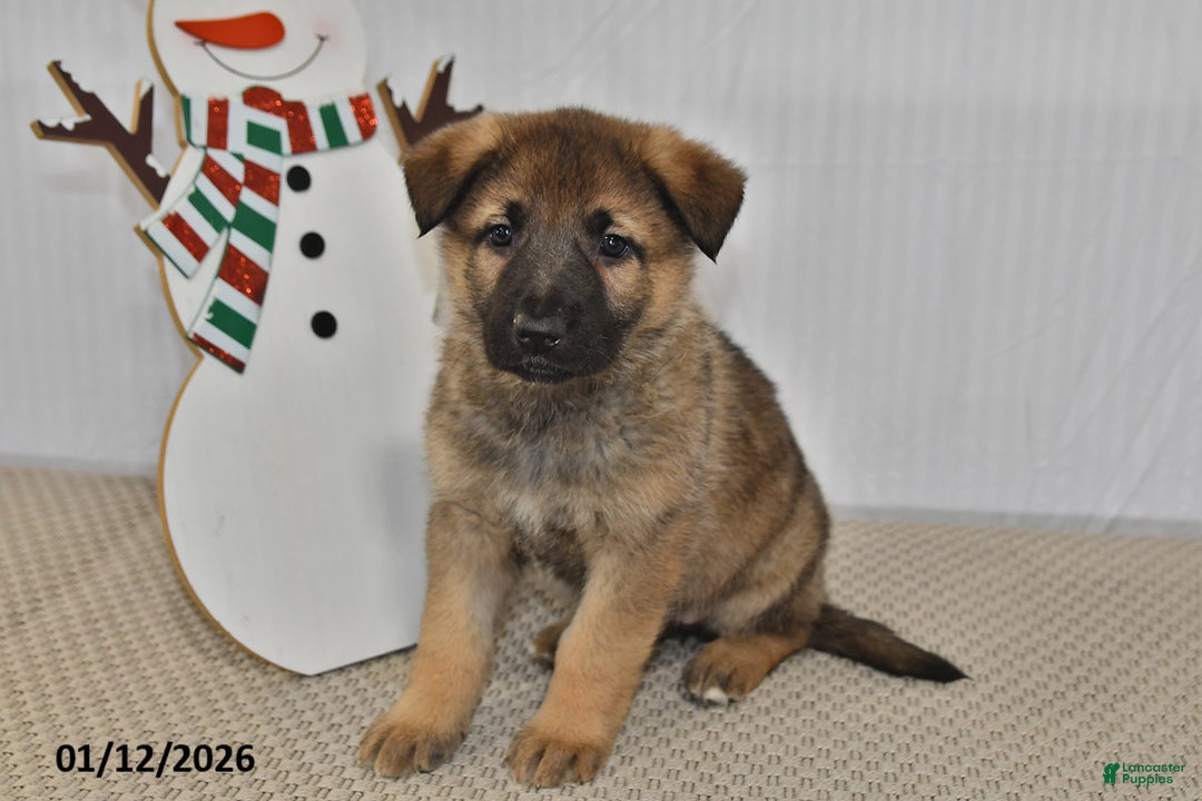 German Shepherd dogs for sale: Nova  - Ad 4