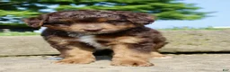 Mini Aussiedoodle dogs for sale: Zeek - Ad 3