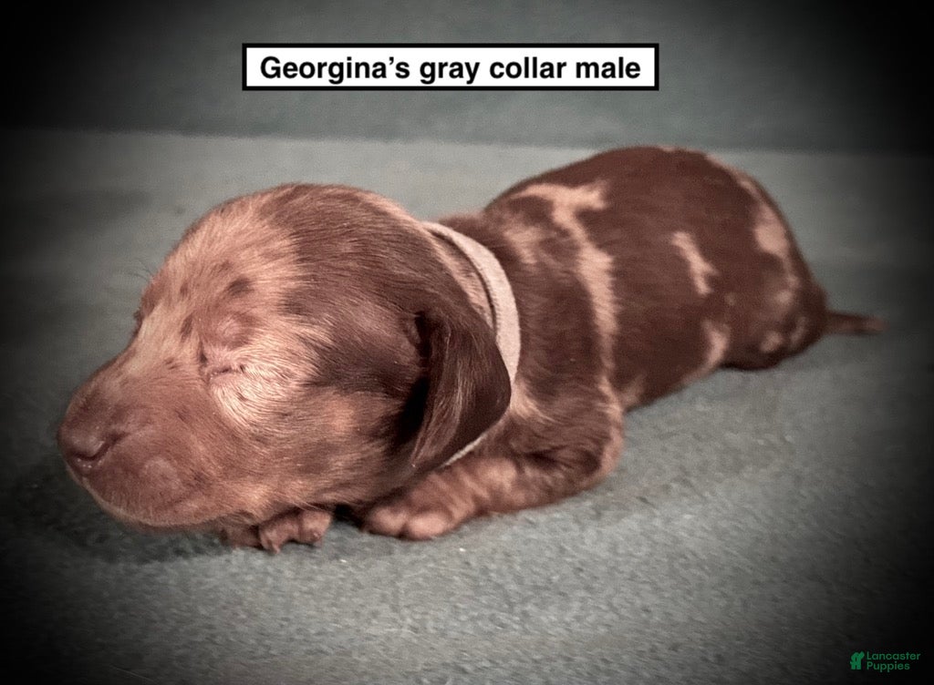 Dachshund dogs AKC Georgina's Grey Collar Male - Ad 14