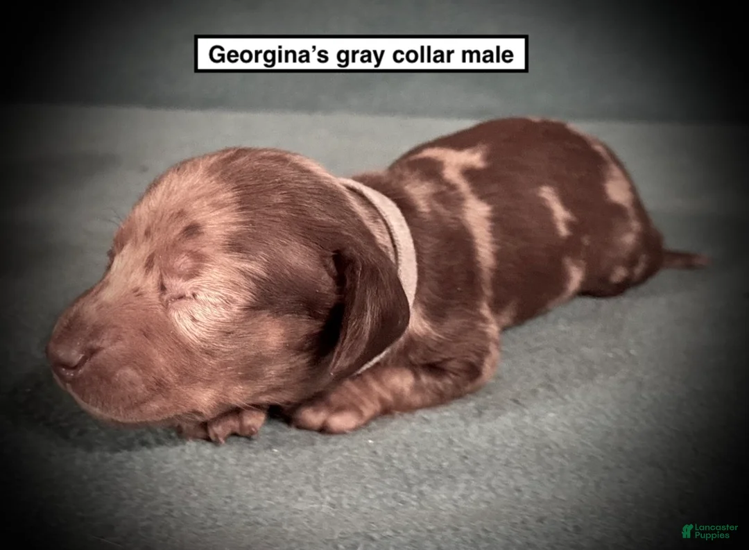 Dachshund dogs for sale: AKC Georgina's Grey Collar Male - Ad 1
