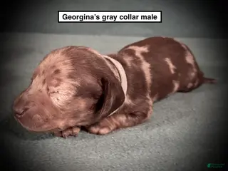 Dachshund dogs AKC Georgina's Grey Collar Male - Ad 14