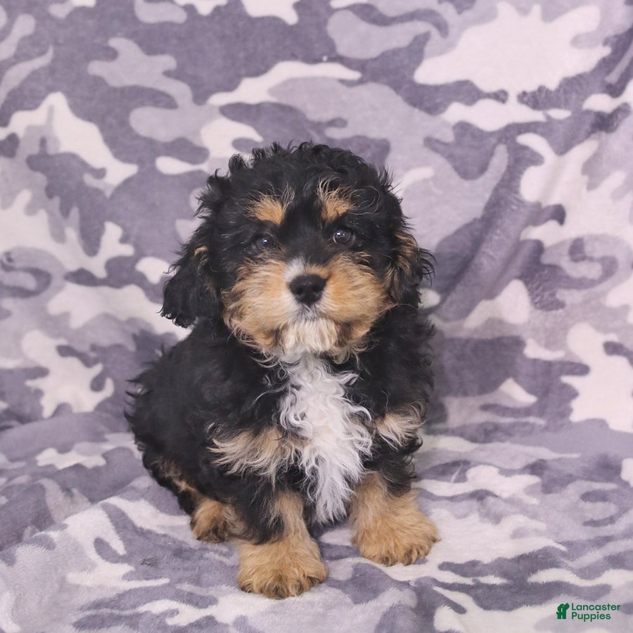 Cavapoo dogs Apollo - Ad 1