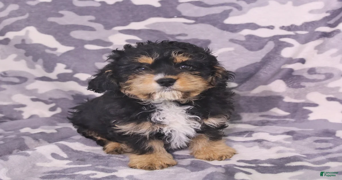 Puppies for sale in Harrisburg, Pennsylvania Lancaster Puppies