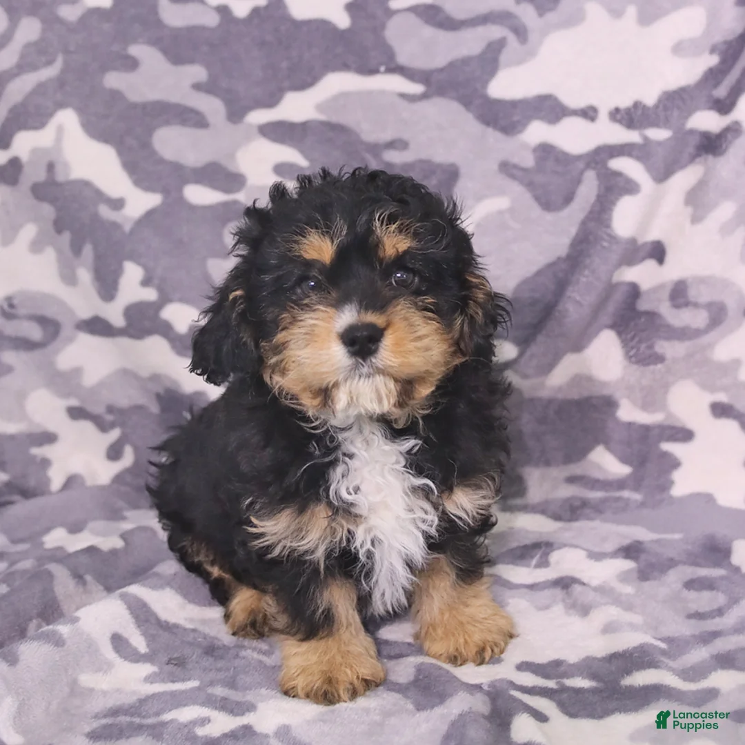 Cavapoo dogs for sale: Apollo - Ad 1