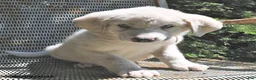 Great Pyrenees dogs for sale: Skye - Ad 1