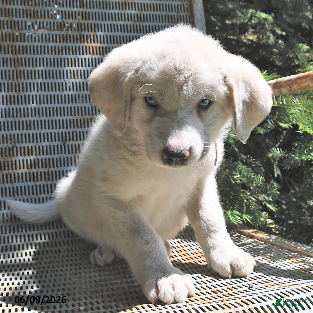 Great Pyrenees dogs for sale: Skye - Ad 1