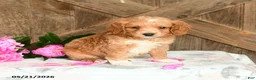 Mini Goldendoodle dogs for sale: Jackie - Ad 3