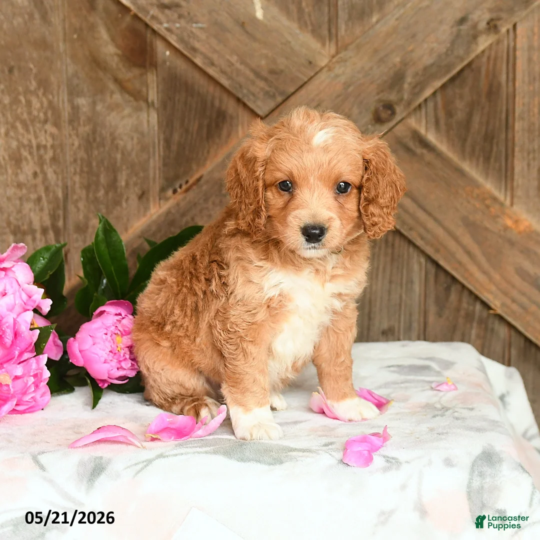 Mini Goldendoodle dogs for sale: Jackie - Ad 3