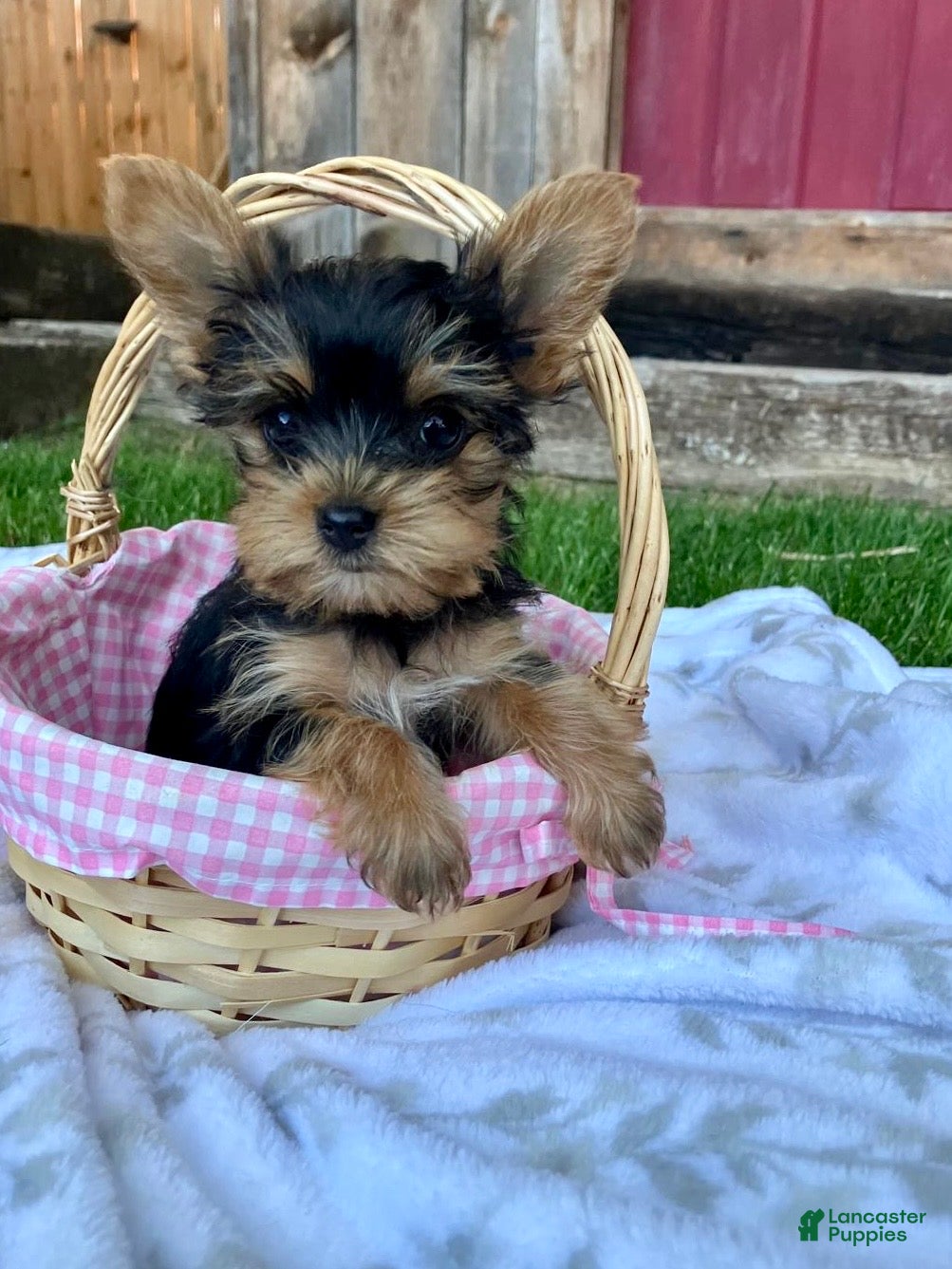 Yorkshire Terrier dogs Moriah - Ad 1