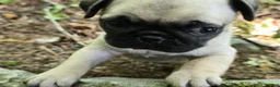 Pug dogs for sale: Chad - Ad 5