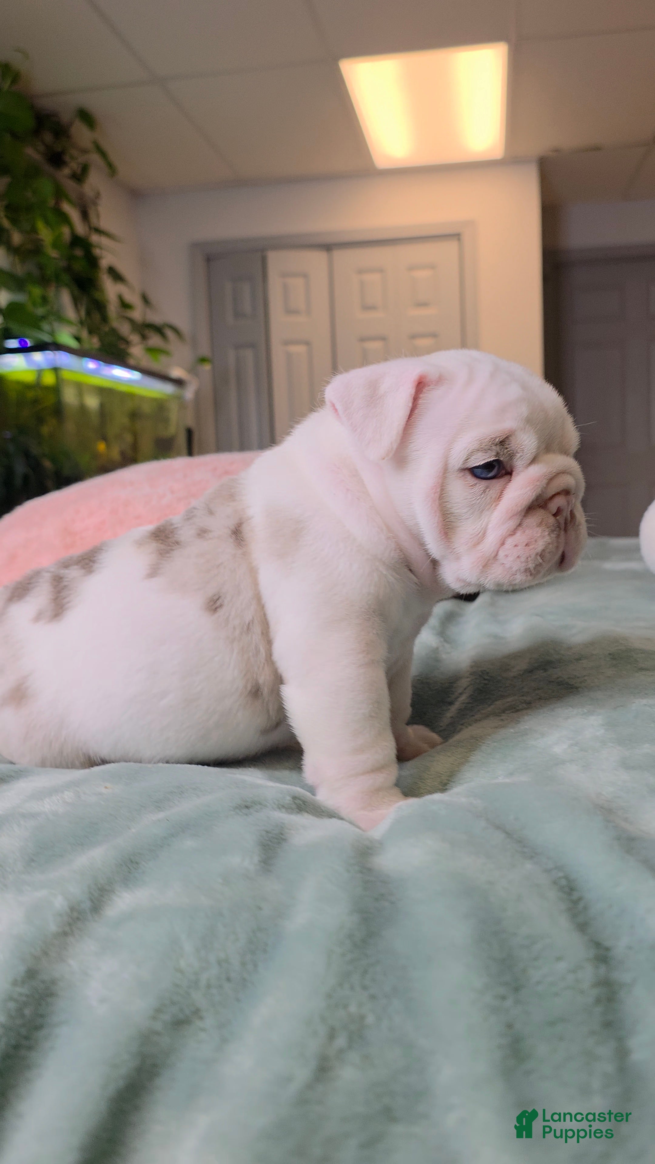 English Bulldog dogs for sale: Benny  - Ad 2