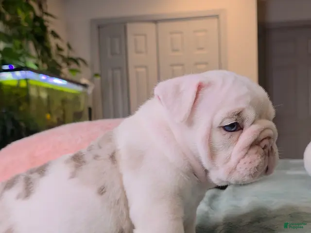 English Bulldog dogs for sale: Benny - Ad 2