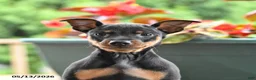 Miniature Pinscher dogs for sale: Flash - Ad 3