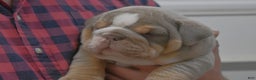 English Bulldog dogs for sale: Dixon - Ad 3