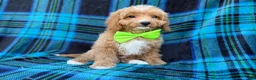 Cavapoo dogs for sale: Astor - Ad 8