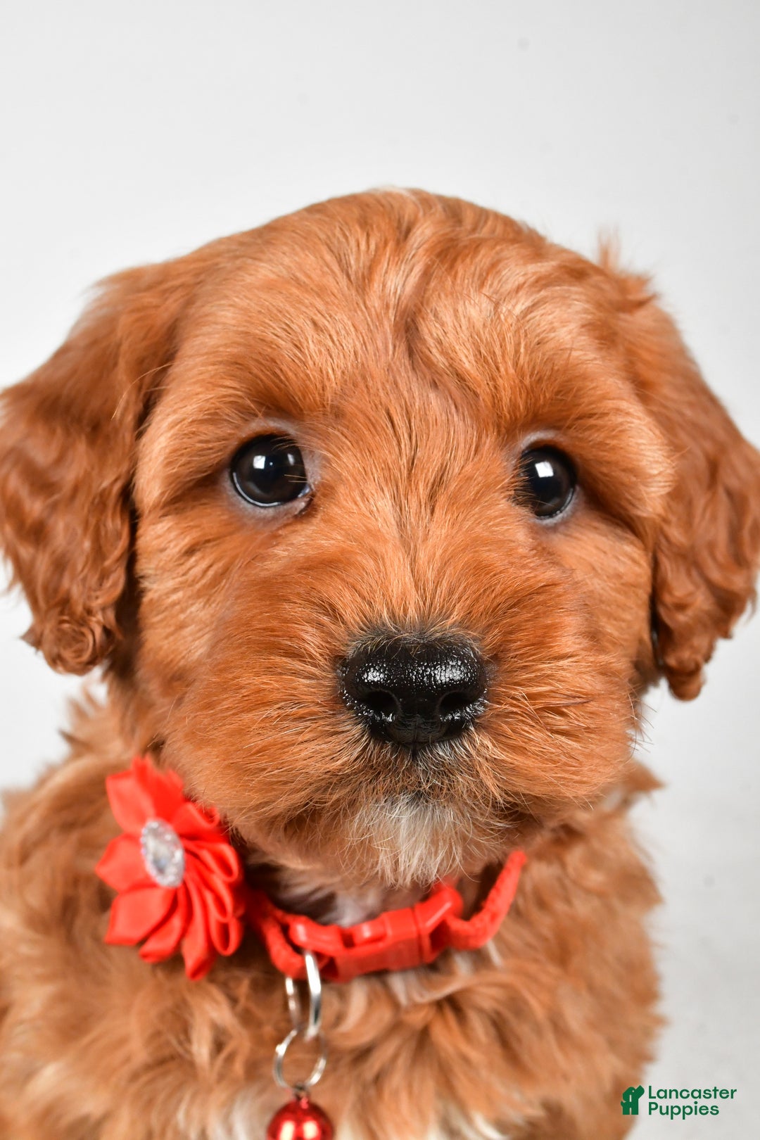 Cavapoo dogs for sale: Tyler - Ad 3