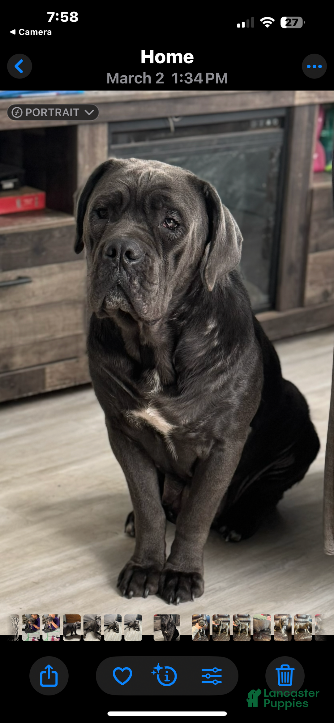 Cane Corso dogs for sale: Cane Corso Puppy 4 - Ad 3