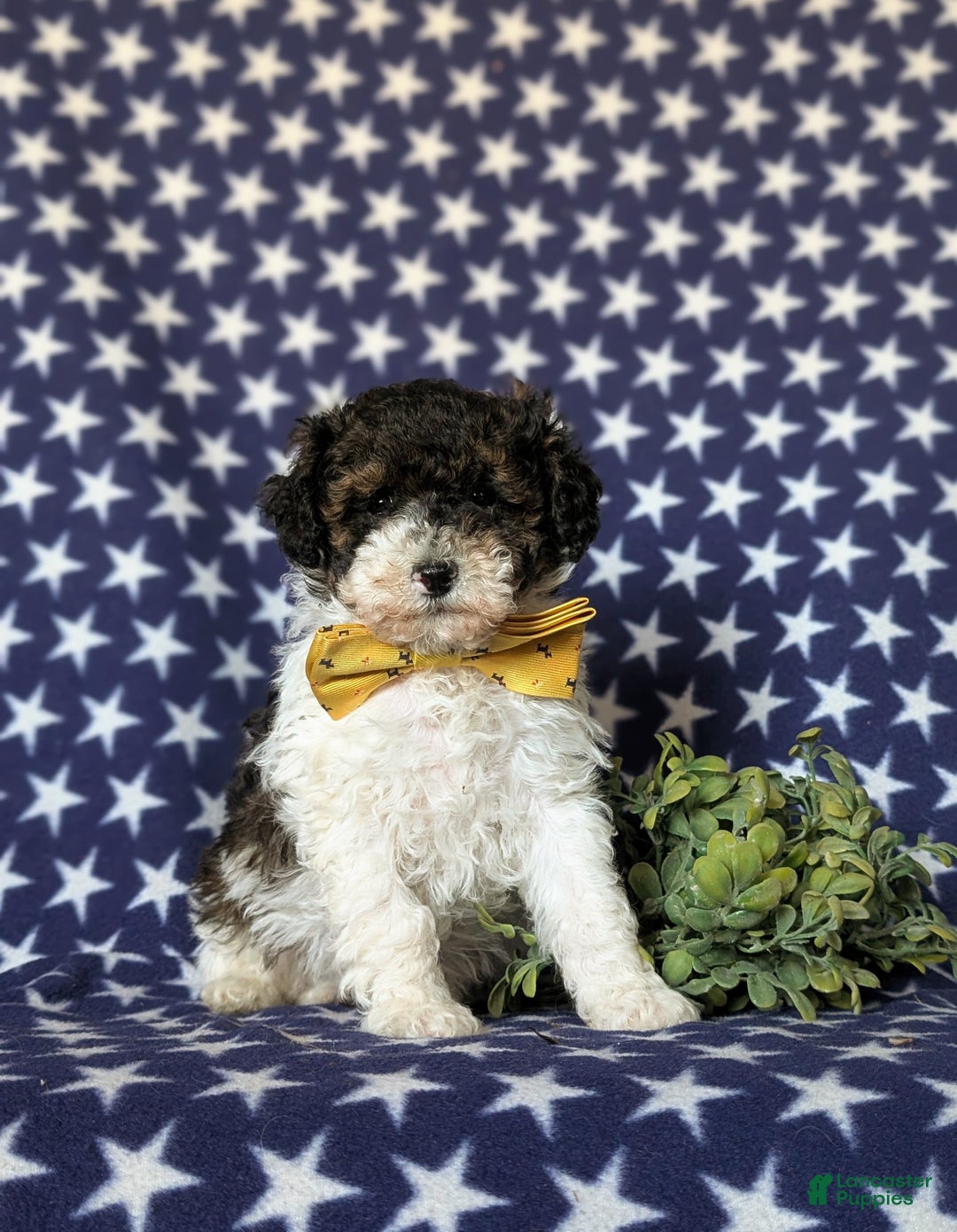 Miniature Poodle dogs for sale: Claude 9 lbs Full Grown - Ad 1