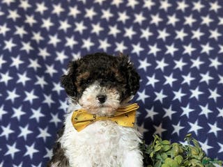 Miniature Poodle dogs for sale: Claude 9 lbs Full Grown - Ad 1