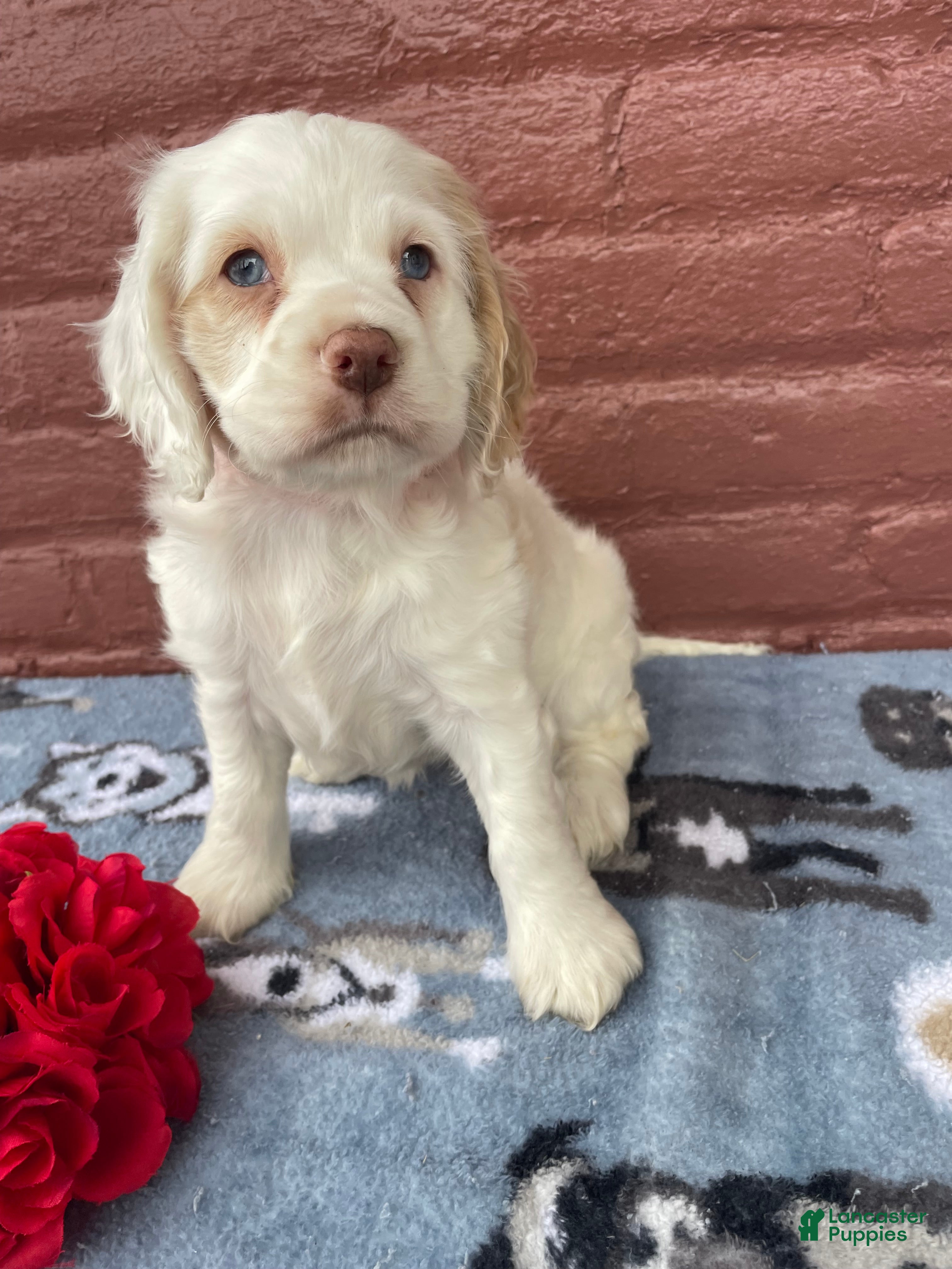 Cocker Spaniel dogs Pixie - Ad 29