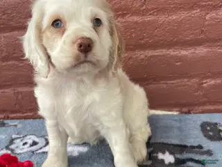 Cocker Spaniel dogs Pixie - Ad 29