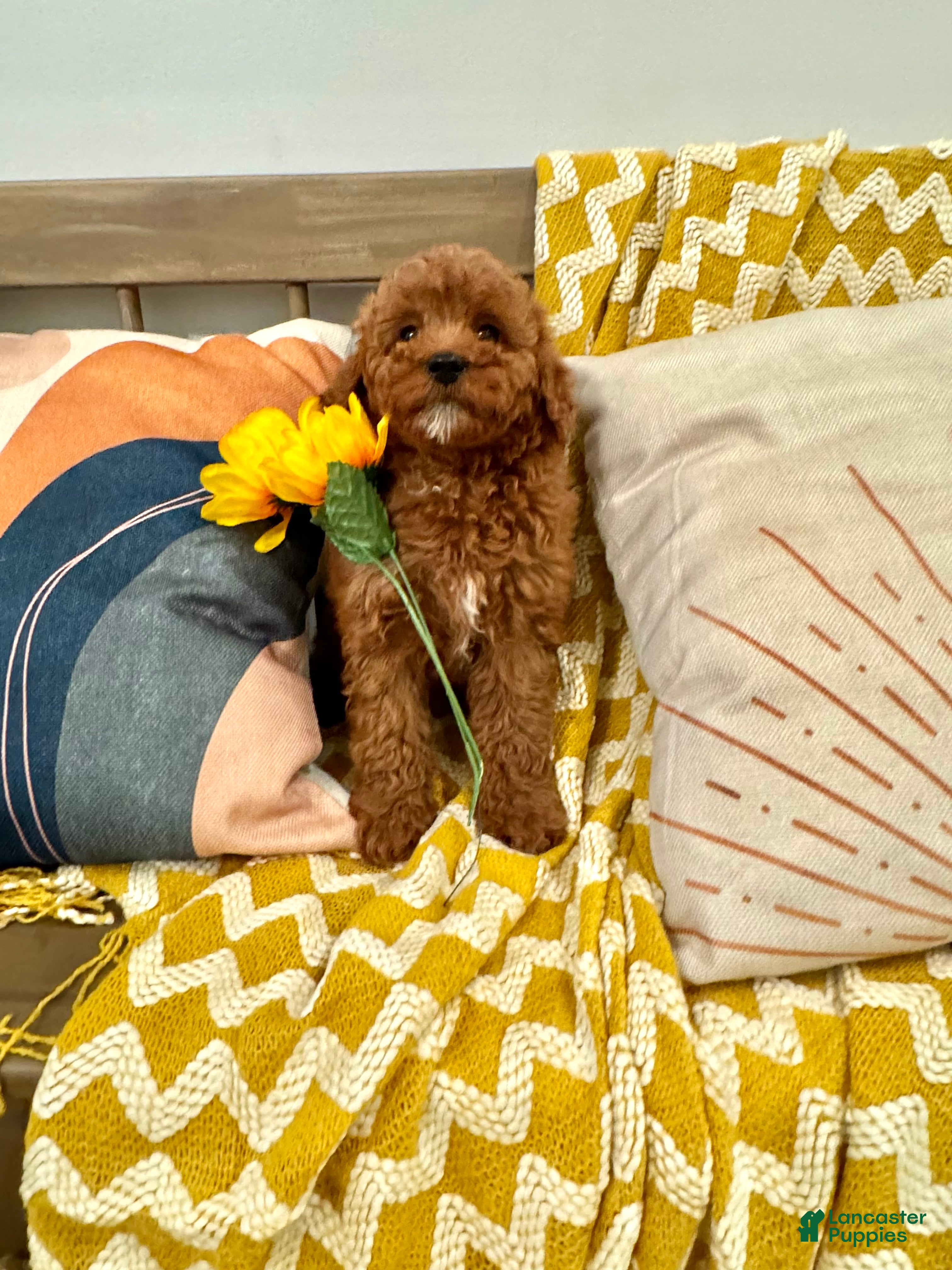 Cavapoo dogs Ruby - Ad 2