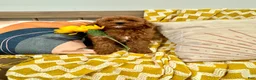 Cavapoo dogs for sale: Ruby - Ad 2