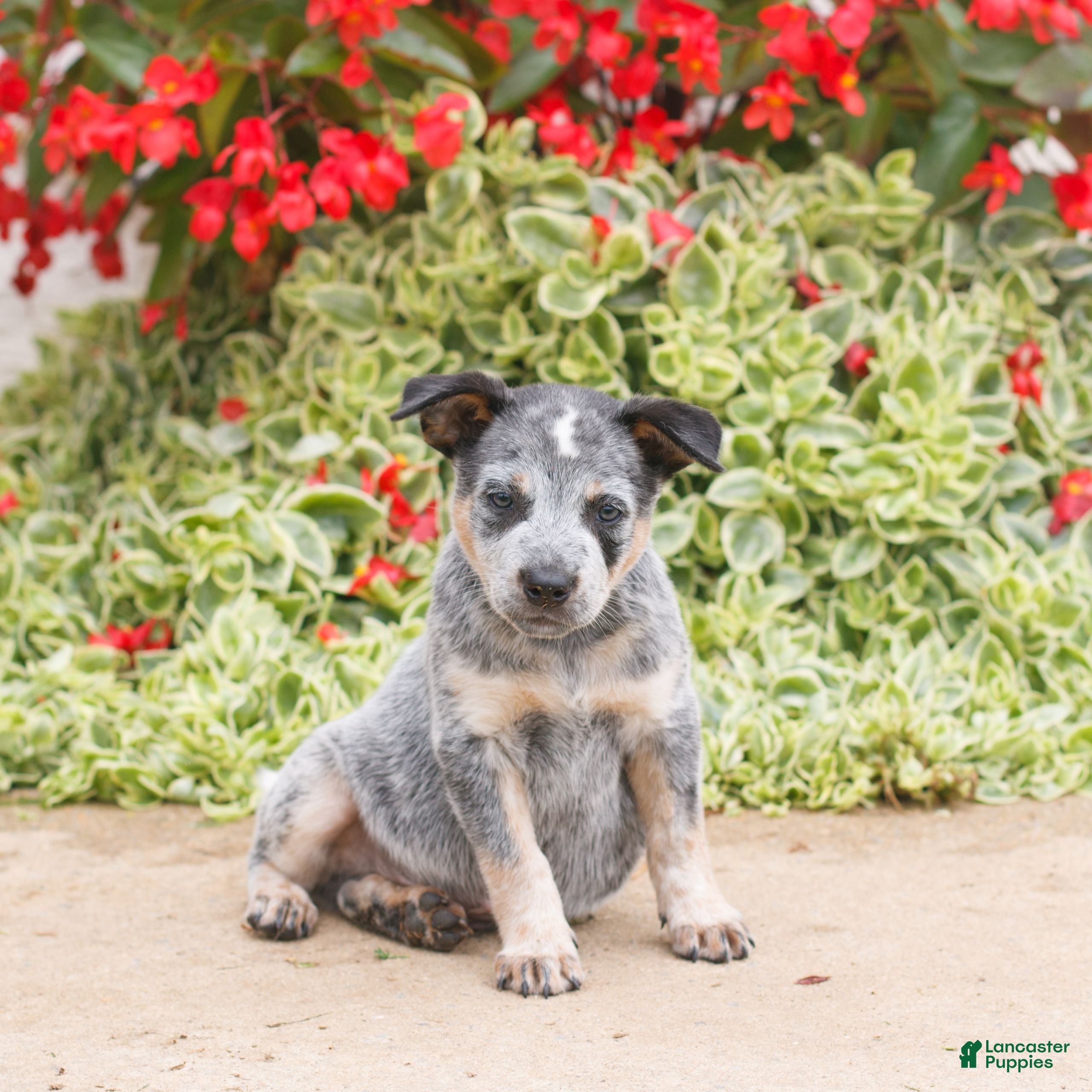 Blue Australian Cattle Dog Puppies for sale Lancaster Puppies