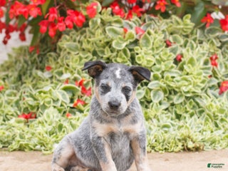 Australian Cattle Dog dogs Steven - Ad 38