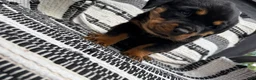 Rottweiler dogs for sale: Stella - Ad 8