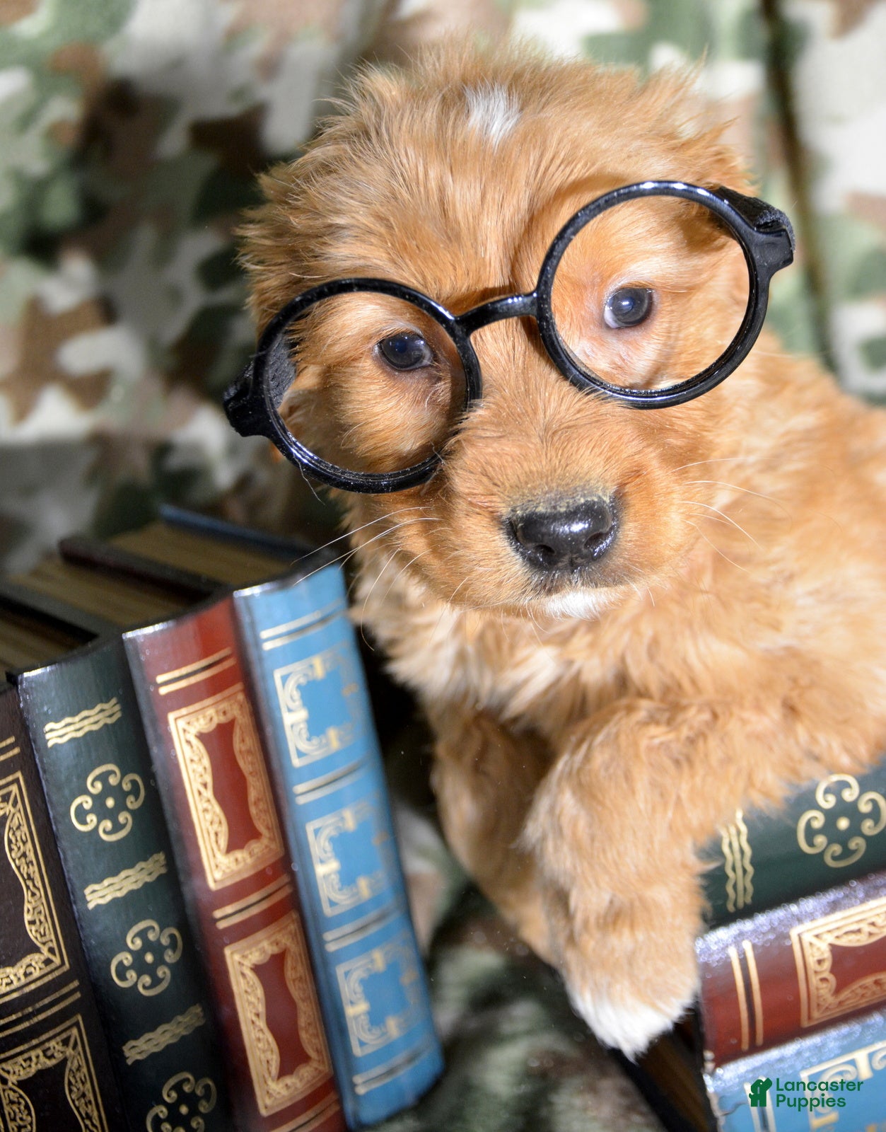 Golden Retriever dogs Golden Retriever Puppy 2 Gizmo - Ad 40