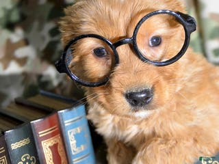 Golden Retriever dogs Golden Retriever Puppy 2 Gizmo - Ad 40