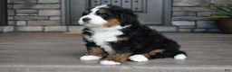Mini Bernedoodle dogs for sale: Jett - Ad 4