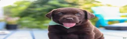 Labrador Retriever dogs for sale: Echo - Ad 6