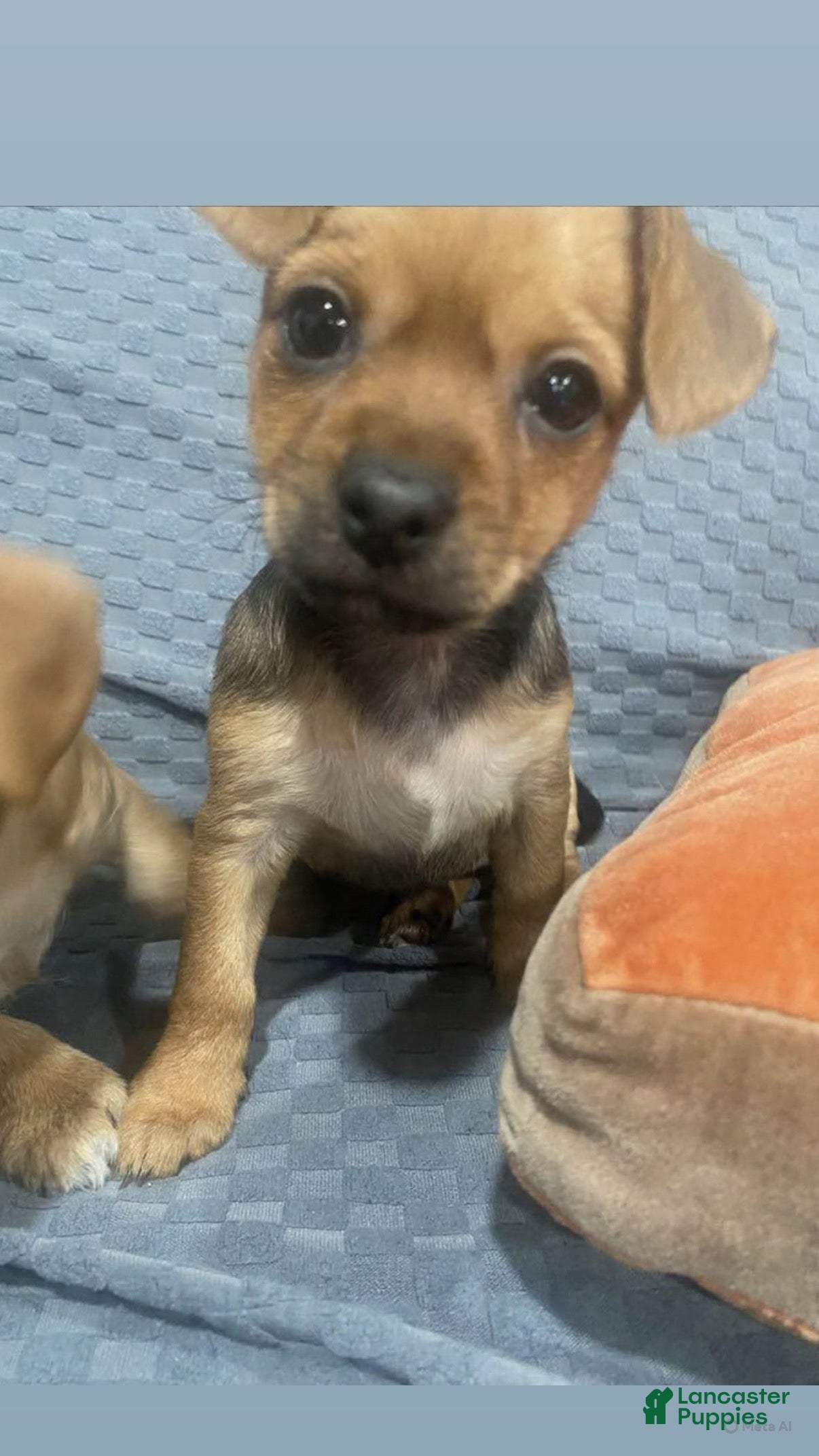 Chihuahua dogs Chihuahua Puppy 4 - Ad 37