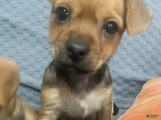 Chihuahua dogs Chihuahua Puppy 4 - Ad 37