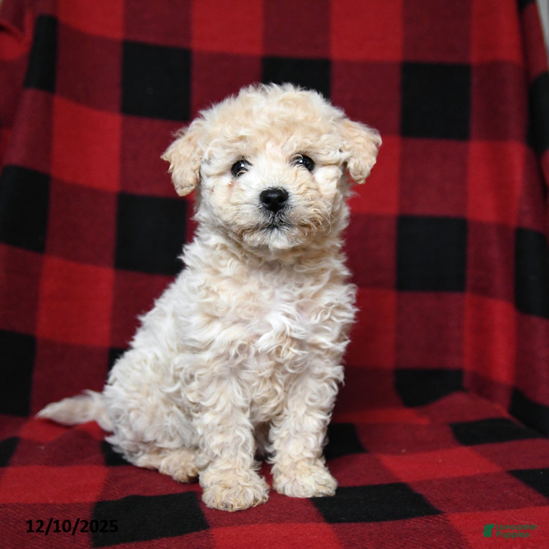 Bichpoo dogs for sale: Snowflake - Ad 1