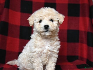 Bichpoo dogs Snowflake - Ad 30