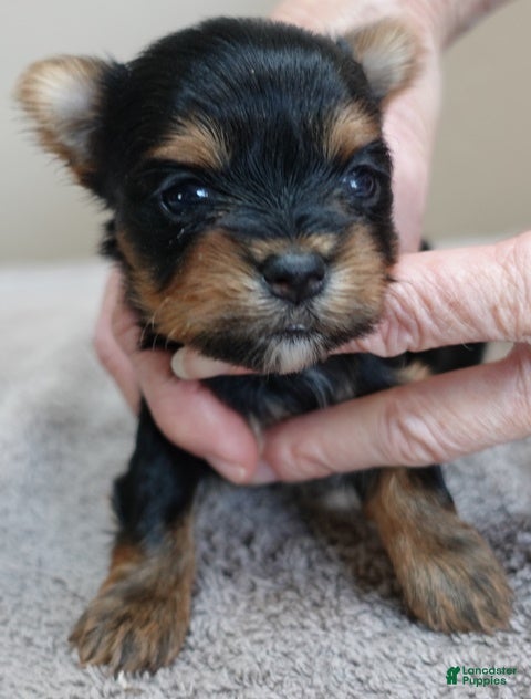 Yorkshire Terrier dogs Nutmeg - Ad 4