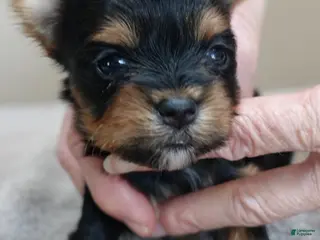 Yorkshire Terrier dogs Nutmeg - Ad 4