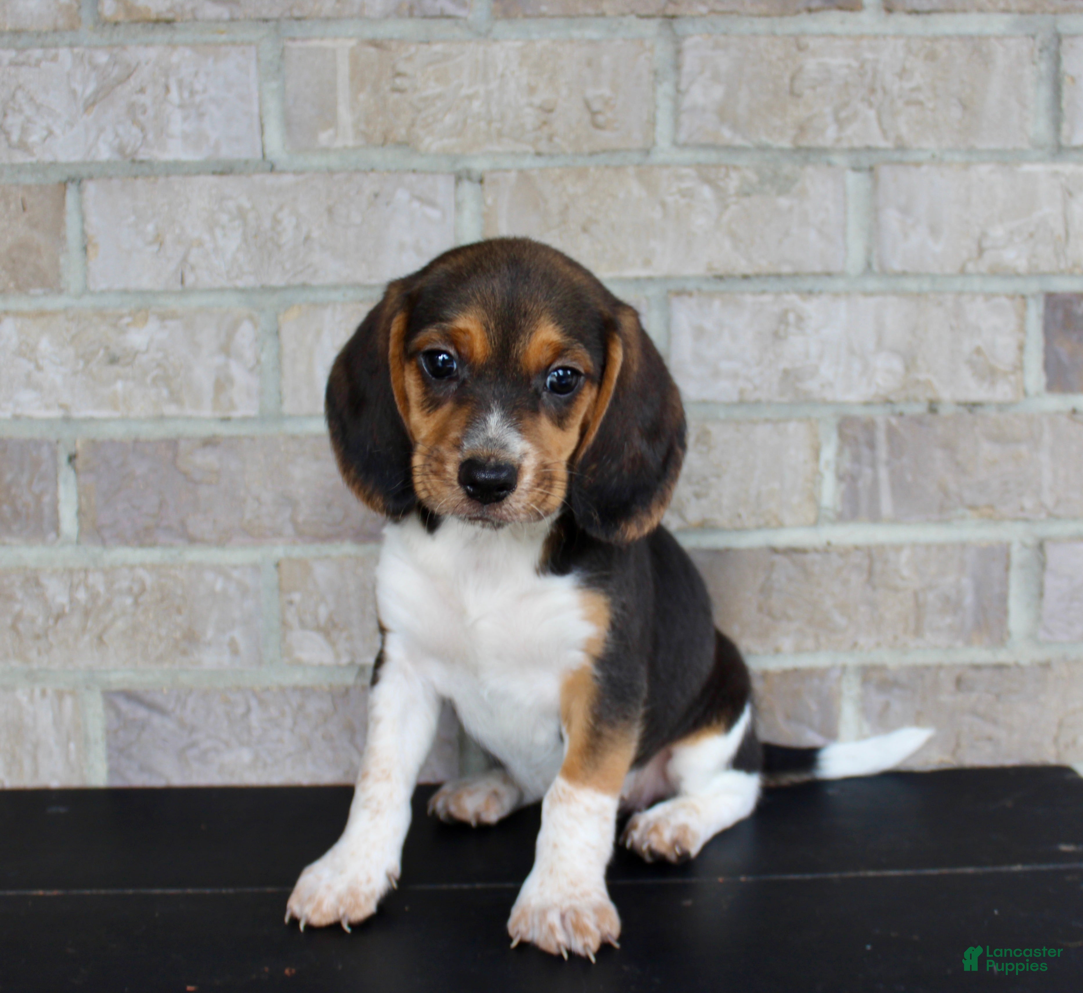 Beagle dogs Barbie  - Ad 2