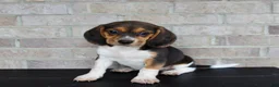 Beagle dogs for sale: Barbie  - Ad 2