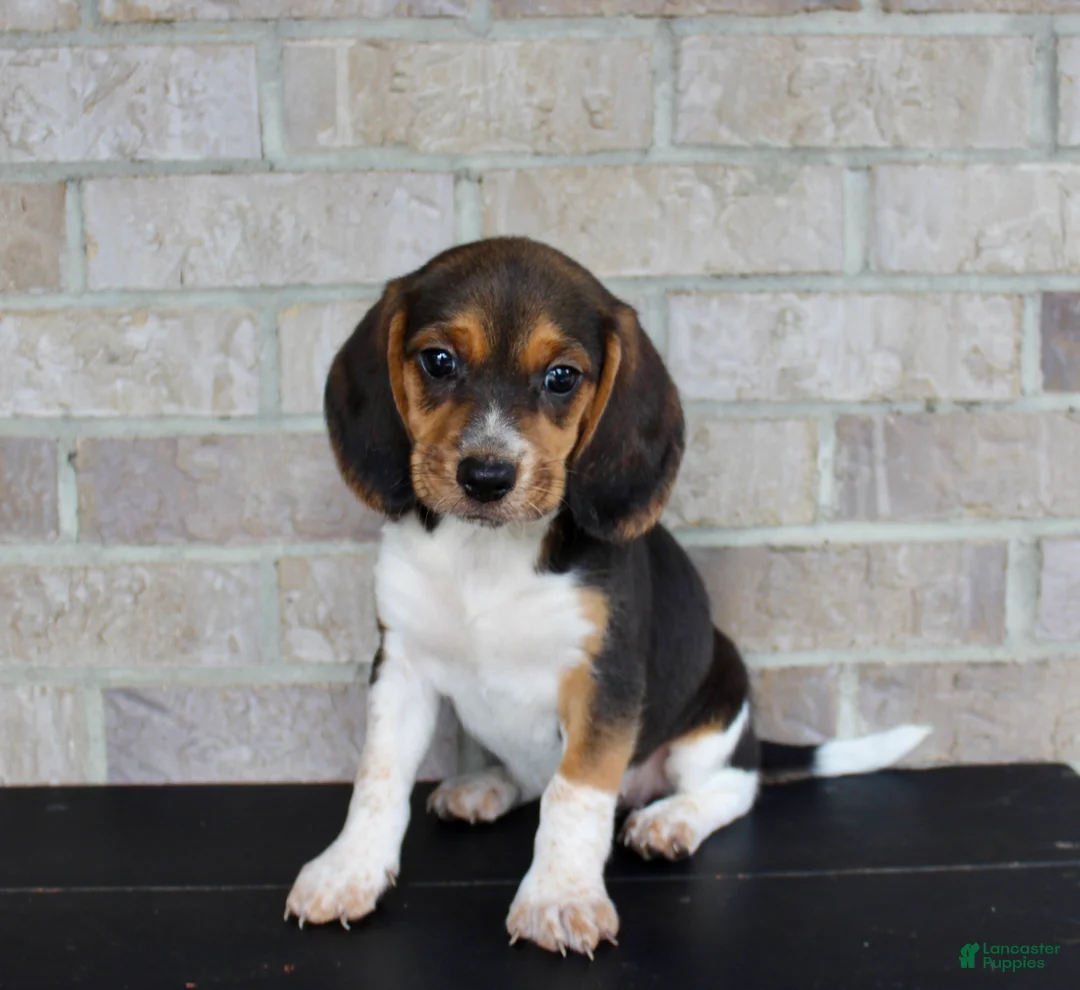 Beagle dogs for sale: Barbie  - Ad 2