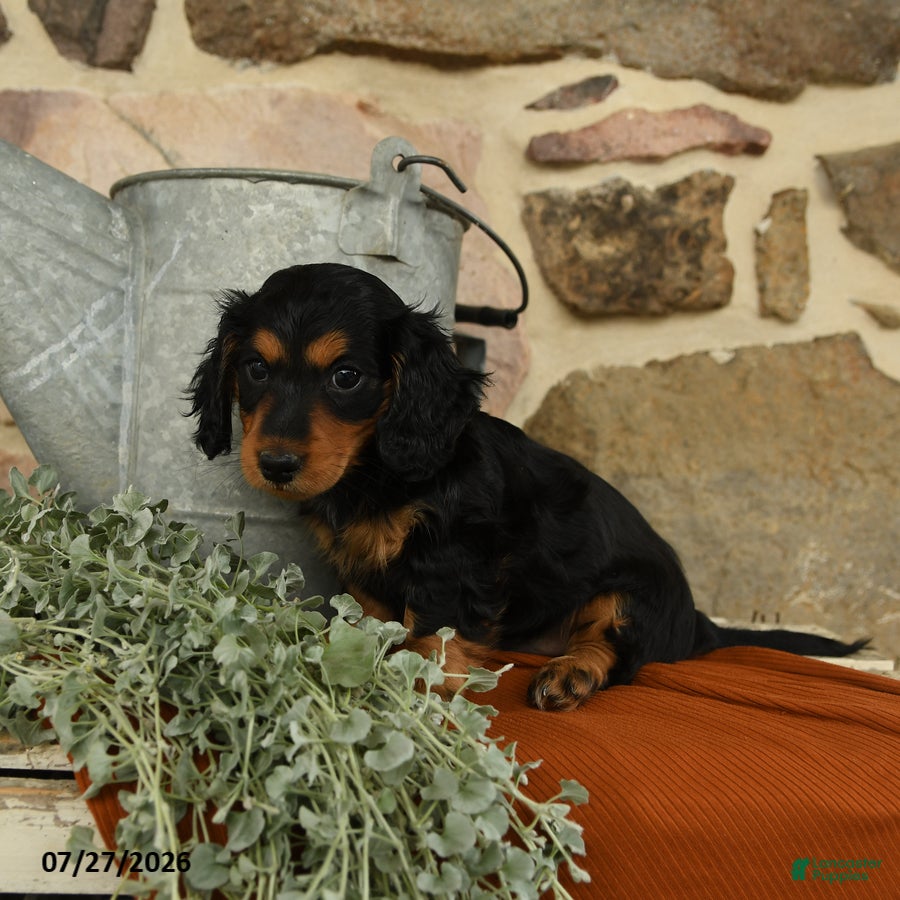 Miniature Dachshund dogs Aspen - Ad 2